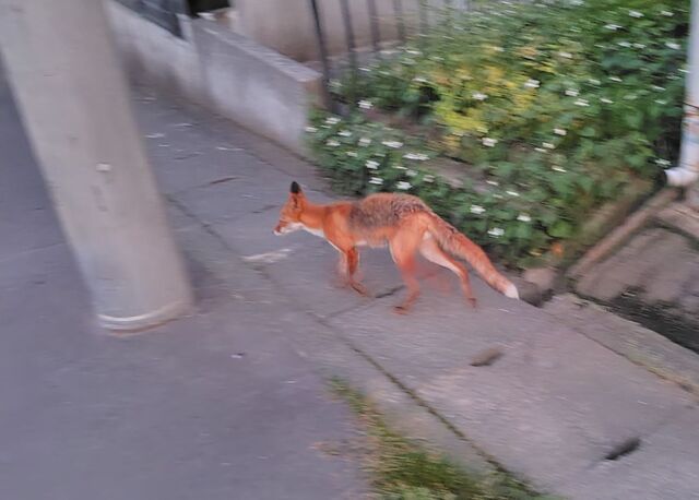 fox.JPG